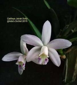 Cattleya Jairak Dolly