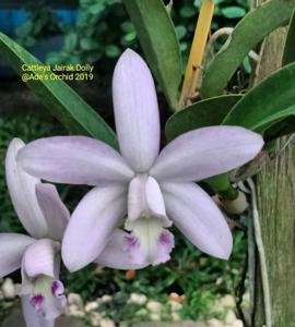 Cattleya Jairak Dolly