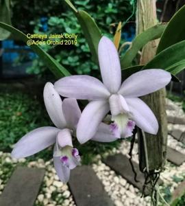 Cattleya Jairak Dolly