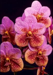 Vanda Miami Mandarin