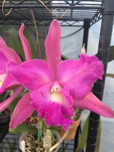 Rhyncholaeliocattleya Pennyana