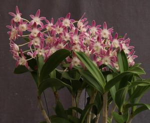 Dendrobium Bavs Beauty