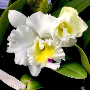 Rhyncholaeliocattleya Good News