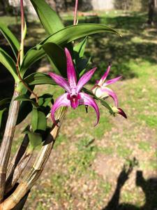 Dendrobium Walnut Valley Starburst