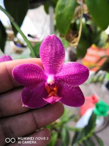 Phalaenopsis Sogo Rose