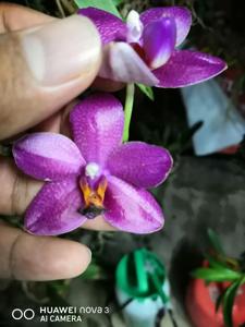 Phalaenopsis Sogo Rose