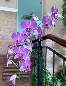 Dendrobium Genting Blue