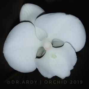 Phalaenopsis Yu Pin Easter Island