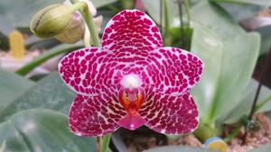 Phalaenopsis LD Gigan Sun