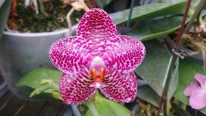 Phalaenopsis LD Gigan Sun