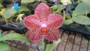 Phalaenopsis LD Gigan Sun