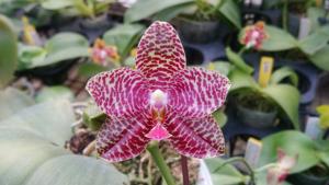 Phalaenopsis Zheng Min Salmon