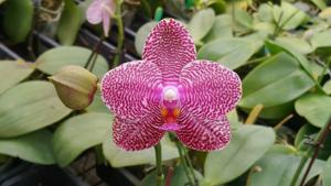 Phalaenopsis Zheng Min Salmon