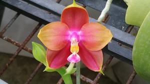 Phalaenopsis Zheng Min Rainbow
