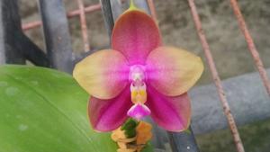 Phalaenopsis Zheng Min Rainbow