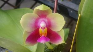 Phalaenopsis Zheng Min Cantor