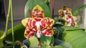 Phalaenopsis Zheng Min Yak