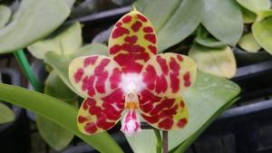 Phalaenopsis Zheng Min Yak