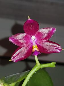 Phalaenopsis Lung Ching's Baby