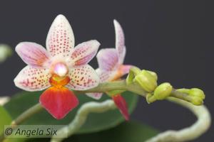 Phalaenopsis Fantasy Musick