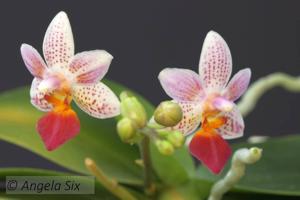 Phalaenopsis Fantasy Musick