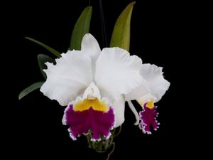 Cattleya Chyong Mil