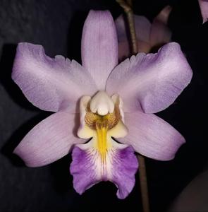 Laelia crawshayana