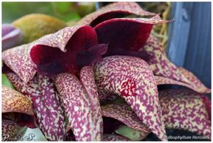 Bulbophyllum Herkules