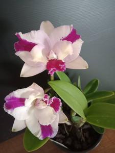 Laeliocattleya Topaz Angel