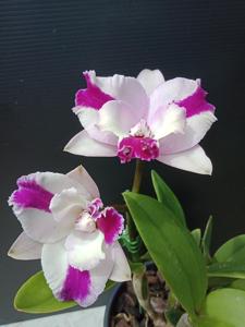 Laeliocattleya Topaz Angel