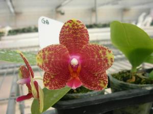 Phalaenopsis Zheng Min Koala