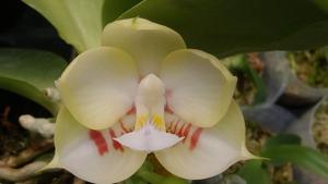 Phalaenopsis Zheng Min Diamondback