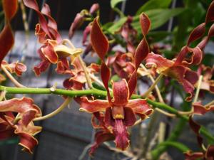 Dendrobium Taurus