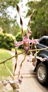 Dendrobium verninha