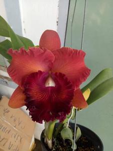 Rhyncholaeliocattleya Memoria Buranapan Nikom