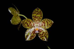 Phalaenopsis GK's Pale Giant