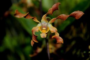 Dendrobium Rosalind Quek Choon Lin