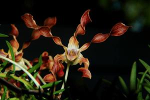 Dendrobium Rosalind Quek Choon Lin