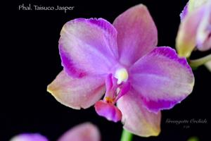 Phalaenopsis Taisuco Jasper