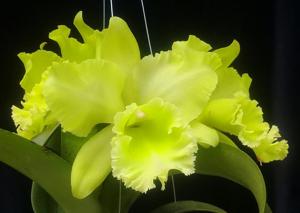 Rhyncholaeliocattleya Sung Ya Green