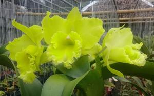 Rhyncholaeliocattleya Sung Ya Green