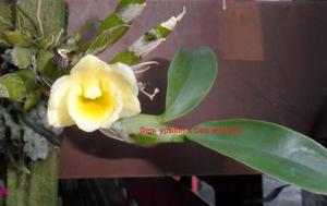 Dendrobium We Love Thailand