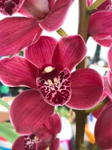 Cymbidium Strathmore