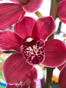 Cymbidium Strathmore