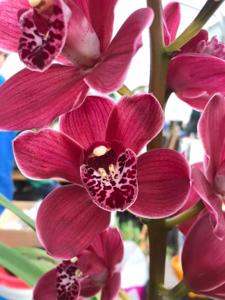 Cymbidium Strathmore