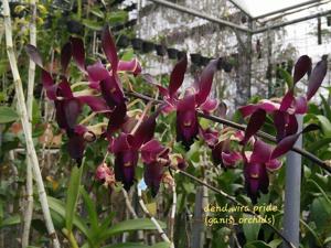 Dendrobium Wira Pride