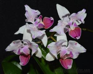 Phalaenopsis Intermedia