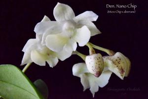 Dendrobium Nano Chip