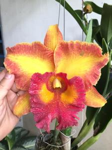 Rhyncholaeliocattleya Chomthong Fancy