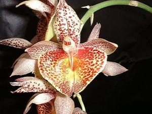 Catasetum Mary Spencer